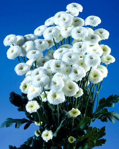Matricaire Virgo - CHRYSANTHEMUM PARTHENIUM