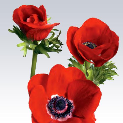 Anemone Meron rouge - ANEMONA CORONARIA