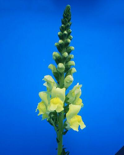 Muflier Orleans jaune - ANTIRRHINUM MAJUS
