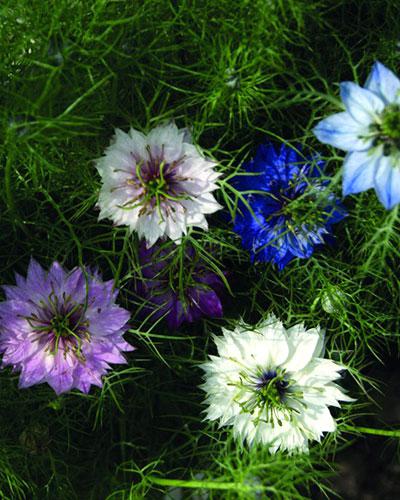 Nigelle mélange varié - NIGELLA DAMASENA