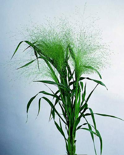Panicum virgatum fontaine - PANICUM VIRGATUM