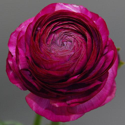 Renoncule Pauline Violet - RANUNCULUS ASIATICUS