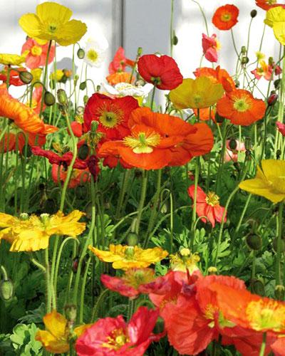 Pavot Bussana mélange - PAPAVER NUDICAULE