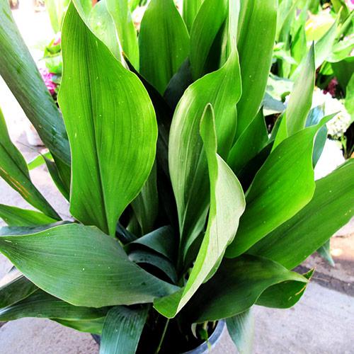 Plant ASPIDISTRA