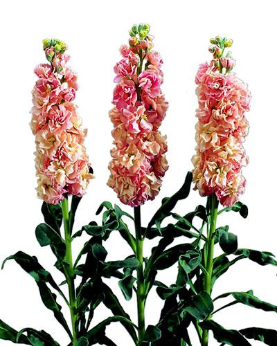 Plant de giroflée Iron abricot - MATTHIOLA INCANA