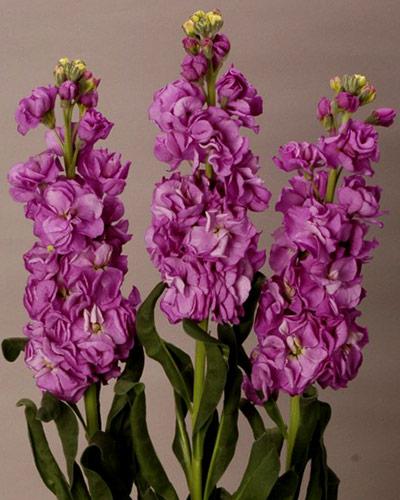 Plant de giroflée Iron bleu - MATTHIOLA INCANA