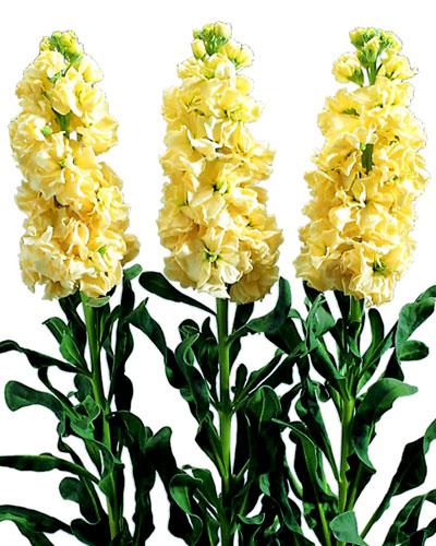 Plant de giroflée Iron jaune - MATTHIOLA INCANA