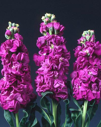 Plant de giroflée Iron violet - MATTHIOLA INCANA