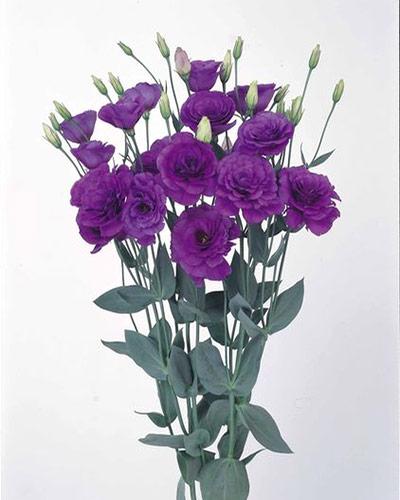 Plant de lisianthus Borealis blue 0 - EUSTOMA GRANDIFLORUM