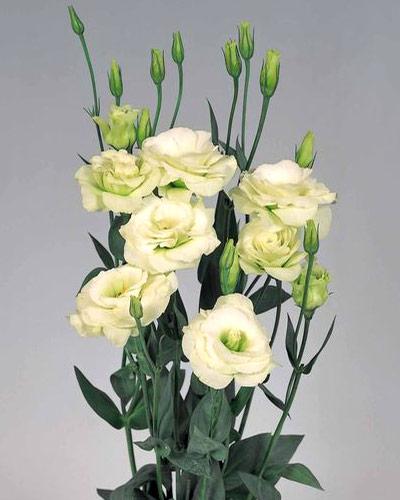 Plant de lisianthus Borealis green 0 - EUSTOMA GRANDIFLORUM