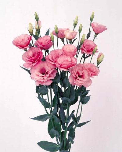 Plant de lisianthus Borealis pink imp. 0 - EUSTOMA GRANDIFLORUM