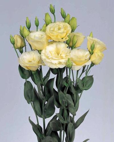 Plant de lisianthus Borealis yellow 0 - EUSTOMA GRANDIFLORUM