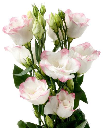 Plant de lisianthus Cessna rose picotee 3-4 - EUSTOMA GRANDIFLORUM