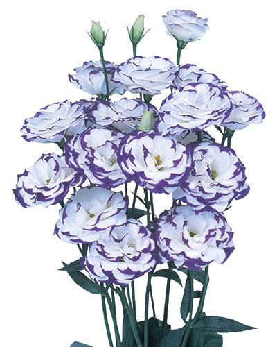 Plant de lisianthus Excalibur blue picotee 2 - EUSTOMA GRANDIFLORUM