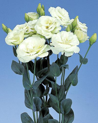 Plant de lisianthus Excalibur green 2 - EUSTOMA GRANDIFLORUM