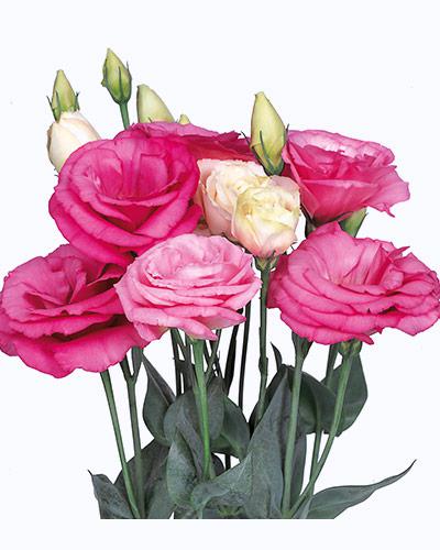 Plant de lisianthus Excalibur rose 2 - EUSTOMA GRANDIFLORUM