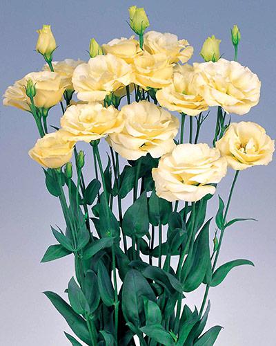 Plant de lisianthus Excalibur yellow 2 - EUSTOMA GRANDIFLORUM