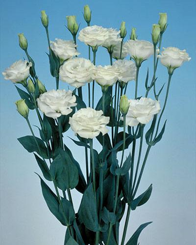 Plant de lisianthus Mariachi grande white 3 - EUSTOMA GRANDIFLORUM