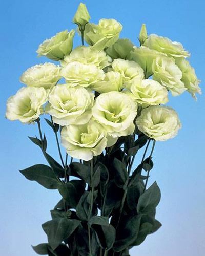 Plant de lisianthus Mariachi lime green 2 - EUSTOMA GRANDIFLORUM