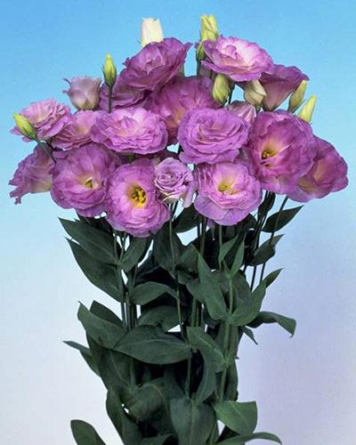 Plant de lisianthus Mariachi misty blue 2 - EUSTOMA GRANDIFLORUM