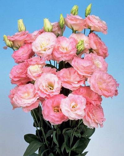 Plant de lisianthus Mariachi misty pink 2 - EUSTOMA GRANDIFLORUM