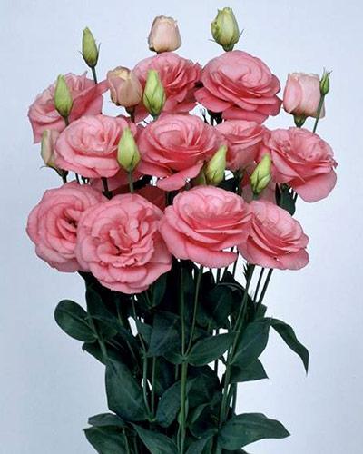 Plant de lisianthus Mariachi pink 2 - EUSTOMA GRANDIFLORUM