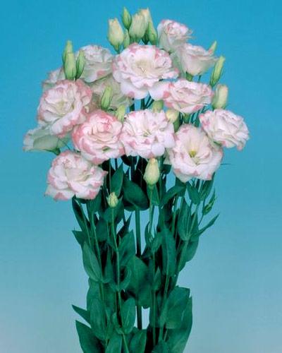 Plant de lisianthus Mariachi pink picotee 2 - EUSTOMA GRANDIFLORUM