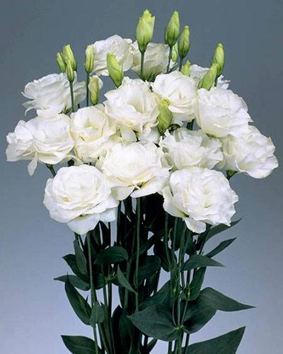 Plant de lisianthus pure white 2 - EUSTOMA GRANDIFLORUM