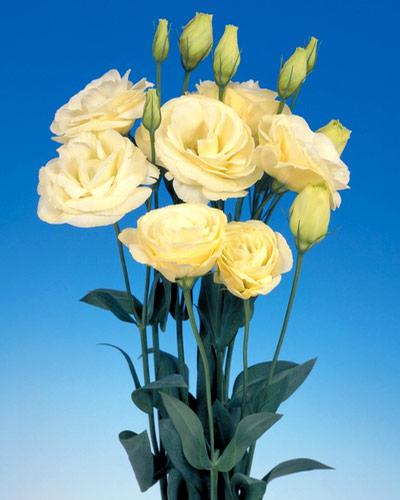 Plant de lisianthus Mariachi yellow 2 - EUSTOMA GRANDIFLORUM