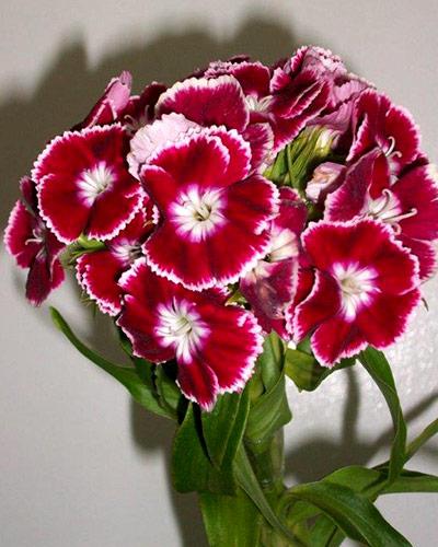 Plant oeillet de poete bicolore rouge - DIANTHUS BARBATUS