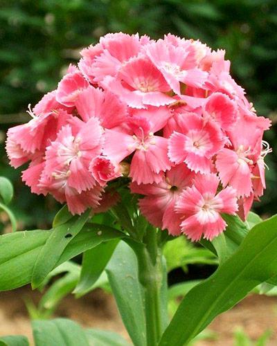 Plant oeillet de poete bicolore saumon - DIANTHUS BARBATUS
