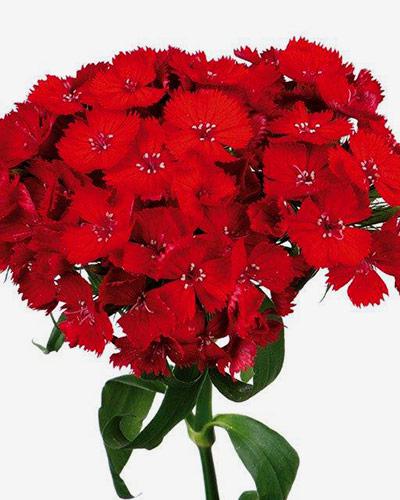 Plant oeillet de poete écarlate - DIANTHUS BARBATUS