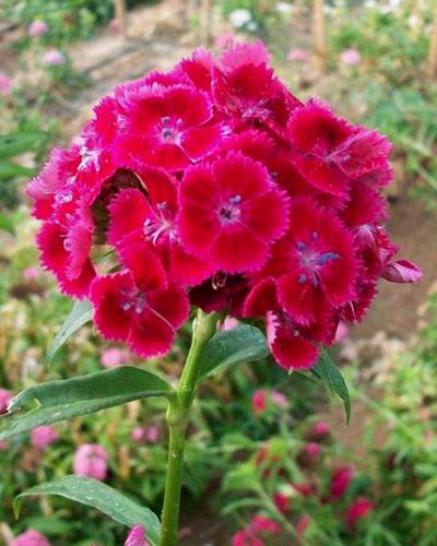 Plant oeillet de poete grenat - DIANTHUS BARBATUS