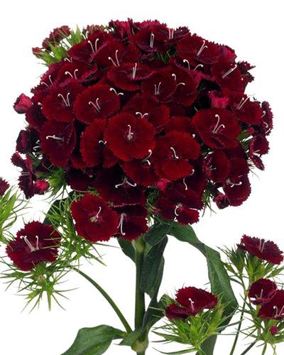 Plant oeillet de poete noir - DIANTHUS BARBATUS