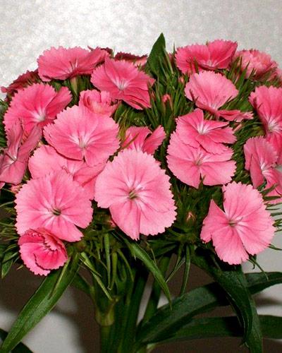Plant oeillet de poete saumon - DIANTHUS BARBATUS