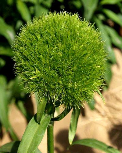 Plant oeillet de poete vert - DIANTHUS BARBATUS