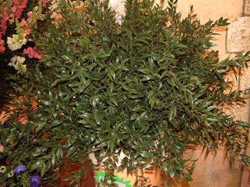 Plant Ruscus racines - DANAE RACEMOSA