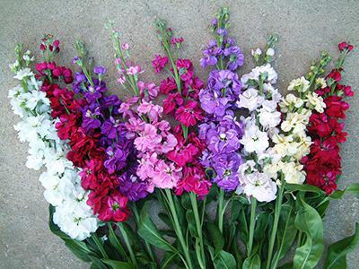 Giroflée Prouesse mélange - MATTHIOLA INCANA
