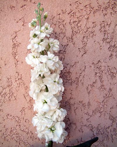 Giroflée Prouesse blanc - MATTHIOLA INCANA