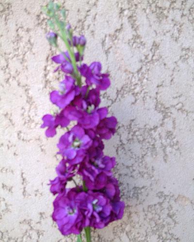 Giroflée Prouesse Bleu foncé - MATTHIOLA INCANA