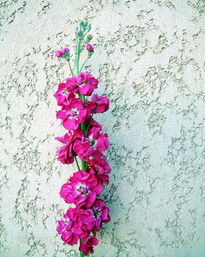 Giroflée Prouesse cramoisi - MATTHIOLA INCANA
