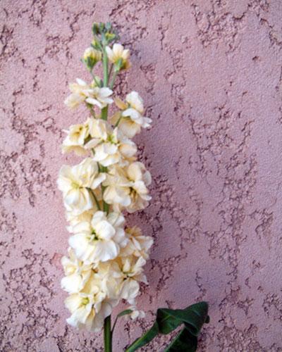 Giroflée Prouesse Jaune - MATTHIOLA INCANA