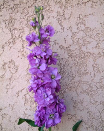Giroflée Prouesse bleu lavande - MATTHIOLA INCANA