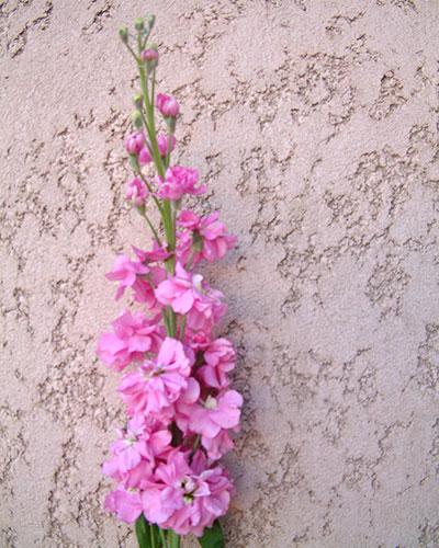 Giroflée Prouesse rose brillant - MATTHIOLA INCANA