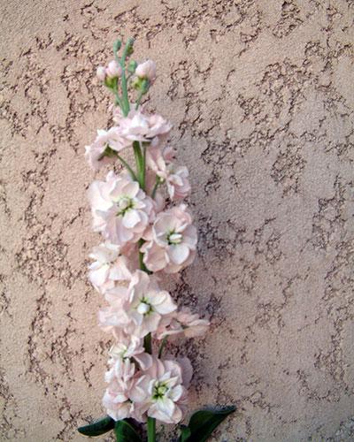 Giroflée Prouesse rose pâle - MATTHIOLA INCANA