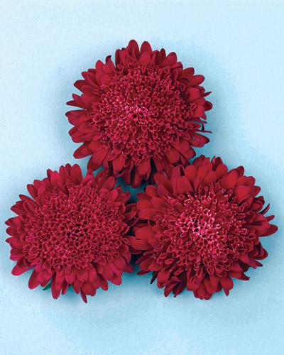Reine Marguerite Bonita ecarlate - CALLISTEPHUS CHINENSIS