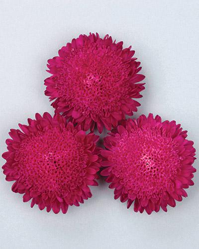 Reine Marguerite Bonita rose - CALLISTEPHUS CHINENSIS