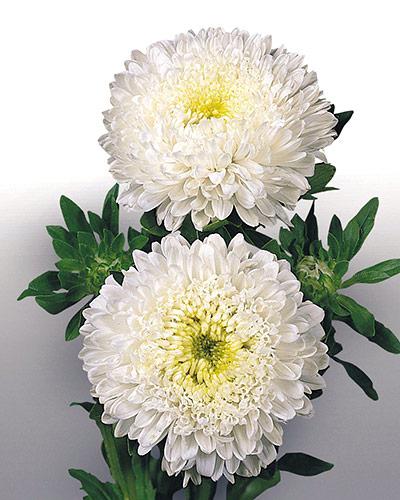 Reine Marguerite Matador blanc - CALLISTEPHUS CHINENSIS
