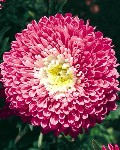 Reine Marguerite Matador carmin - CALLISTEPHUS CHINENSIS