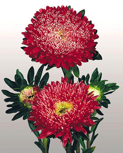 Reine Marguerite Matador rouge ecarlate - CALLISTEPHUS CHINENSIS
